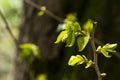 Sweet Chestnut Tree Leaves - Castanea sativa Small young chestnut leaves on a tree branch, early spring, April, new life Royalty Free Stock Photo