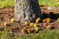 Sweet chestnut tree trunk with chestnuts Royalty Free Stock Photo