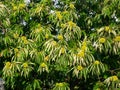 Sweet Chestnut tree with unripe green cupule  in late summer Royalty Free Stock Photo