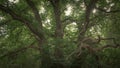 Sweet Chestnut Tree in the Woods Royalty Free Stock Photo