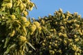 Sweet chestnut trees in autumn