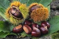 Sweet chestnuts, fruit of chestnuts tree (Castanea sativa) Royalty Free Stock Photo