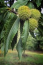 Sweet chestnuts, fruit of chestnuts tree (Castanea sativa)