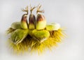 Sweet Chestnuts Royalty Free Stock Photo