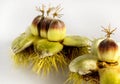 Sweet Chestnuts Royalty Free Stock Photo