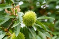 Sweet chestnuts growing on branches of tree Royalty Free Stock Photo