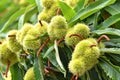 Sweet chestnuts growing on a tree