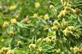 Sweet chestnuts growing on a tree Royalty Free Stock Photo