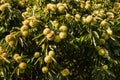 Sweet chestnuts in husk on tree Royalty Free Stock Photo