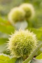 Sweet chestnuts on a tree on a sunny day in fall