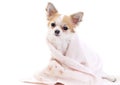 Sweet chihuahua with pink towel isolated