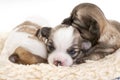 Sweet chihuahua puppies litter