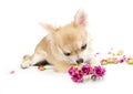 Sweet chihuahua puppy admiring pink roses