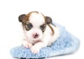 Sweet Chihuahua puppy in blue slipper