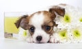 Sweet Chihuahua puppy with chrysanthemums flowers Royalty Free Stock Photo