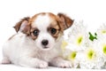 Sweet Chihuahua puppy with chrysanthemums flowers close-up isolated on white Royalty Free Stock Photo