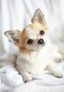 Sweet chihuahua puppy close-up with tilting head