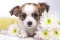 Sweet Chihuahua puppy and flowers Royalty Free Stock Photo