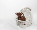 Sweet Chihuahua Puppy in white basket