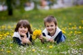 Sweet children, boys, gathering dandelions and daisy flowers