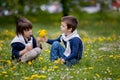 Sweet children, boys, gathering dandelions and daisy flowers