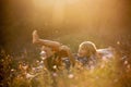 Sweet children, boys, playing in the park on sunset, autumn