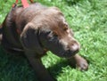 Sweet Chocolate Lab Puppy in the Summer Royalty Free Stock Photo