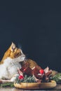 Sweet chocolate muffins decorated cherry in brown paper with ribbon on wooden bowl surrounded pine branches. Cute red white cat