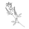 Sweet clover Vector outline illustration. Hand drawn graphic clipart of melilot flower. Black line art. Bouquet Royalty Free Stock Photo