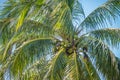 Sweet coconut palm trees with blue sky in key west florida Royalty Free Stock Photo