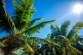 Sweet coconut palm trees with blue sky in key west florida Royalty Free Stock Photo