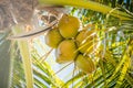 Sweet coconut palm trees with blue sky in key west florida Royalty Free Stock Photo