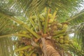 Sweet Coconuts on its tree