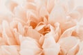 Sweet color flower made and blur style for background Royalty Free Stock Photo