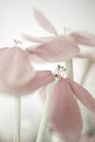 Sweet color flowers in soft style on mulberry paper texture Royalty Free Stock Photo