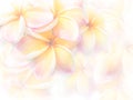Sweet color pink Plumeria or Frangipani flowers Royalty Free Stock Photo