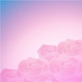 Sweet color roses background