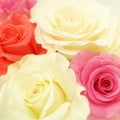 Sweet color roses in soft color and blur style Royalty Free Stock Photo