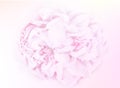 Sweet color roses in soft color and blur style for background