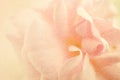 Sweet color roses in soft color and blur style on mulberry paper texture Royalty Free Stock Photo