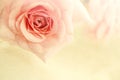 Sweet color roses in soft color and blur style on mulberry paper texture Royalty Free Stock Photo