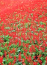 Sweet colorful ornamental flowers red salvia blooming in garden background Royalty Free Stock Photo