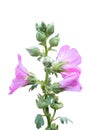 Sweet colorful pink hollyhock blooming and green bud flowers. Royalty Free Stock Photo