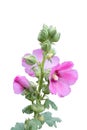 Sweet colorful pink hollyhock blooming and green bud flowers. Royalty Free Stock Photo