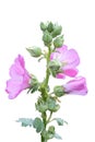 Sweet colorful pink hollyhock blooming and green bud flowers. Royalty Free Stock Photo