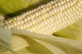 Sweet corn