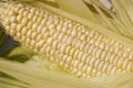 Sweet corn