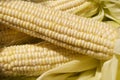 Sweet corn Royalty Free Stock Photo