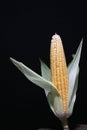 Sweet corn