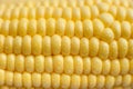 Sweet corn background. Royalty Free Stock Photo